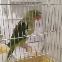 جوجه شاه طوطی نر