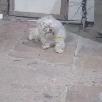 واگذاری سگ خانگی|سگ|خرم‌آباد, |دیوار