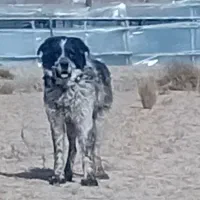 واگذاری جفت نر هم قول ۳ساله همه چیز تموم اصیل