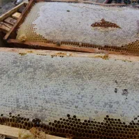 عسل کوه بلقیس|خوردنی و آشامیدنی|زنجانرود, |دیوار