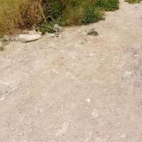 6هکتار زمین کشاورزی زیر شبکه آبیاری جنب رودخاته