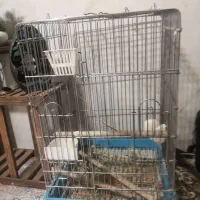 قفس بزرگ طوطی (عروس هلندی، رزیلا)