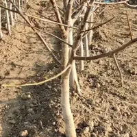 زیتون گردو فندق و بقیع نهاالا موجوده|خدمات باغبانی و درختکاری|تهران, زعفرانیه|دیوار