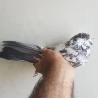 کبوتر  شکار