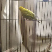 مرغ عشق ماده|پرنده|شیراز, بازار|دیوار