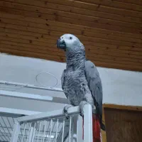 کاسکو دم قرمز  ۴ساله