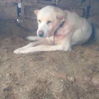 سگ گوسفندی|سگ|کشاورز, |دیوار