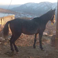 اسب|اسب و تجهیزات اسب‌سواری|فلارد, |دیوار