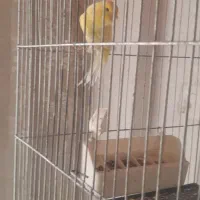 قناری جفت خورده و قناری ماده آماده|پرنده|کرج, اسلامآباد|دیوار