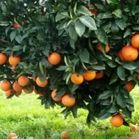 نارنگی خارو