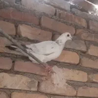 جفت پولک شابال و سار