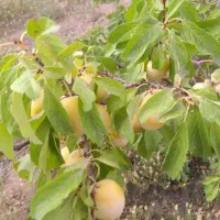 باغ-فروشی