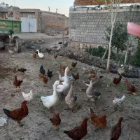 غوغا گاز و مرغ