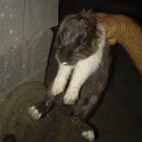 خرگوش نر ماده مولد