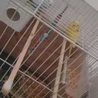 پرنده|پرنده|مشهد, کشف|دیوار