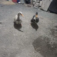 دو عدد اردک سالم|حیوانات مزرعه|سنندج, |دیوار