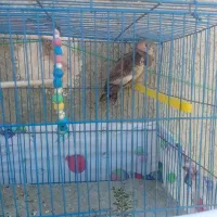 عروس هلندی ماده|پرنده|لالجین, |دیوار