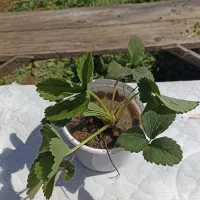 نشا توت فرنگی