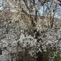 فروش خونه باغ|فروش خانه و ویلا|بافت, |دیوار