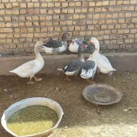 غاز|حیوانات مزرعه|قنوات, |دیوار