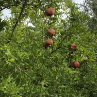 باغ-استرک