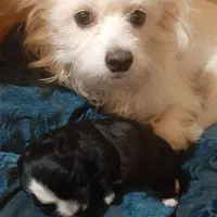 توله سگ شیتزو خالص|سگ|ری, اقدسیه|دیوار