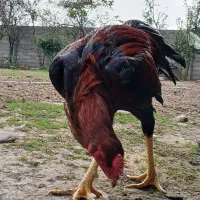 خروس لاری جوجه ۹ ماه|حیوانات مزرعه|رشت, حومه رشت|دیوار