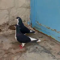 جفت قزوینی