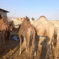 شتر|حیوانات مزرعه|شیراز, بید زرد|دیوار