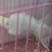 عروس هلندی|پرنده|سنندج, |دیوار