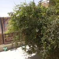 رهن و اجاره خانه|اجارهٔ آپارتمان|شیراز, ریاستی|دیوار