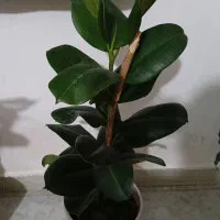 گل خانگی