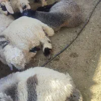 بره نر چاق کوار