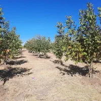 باغ گردو وبادام|فروش دفتر صنعتی، کشاورزی، تجاری|ایلام, |دیوار