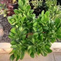 گل خانه باران گل های آپارتمانی|گل و گیاه طبیعی|قزوین, |دیوار