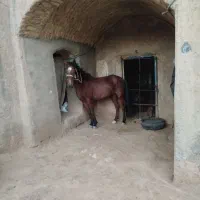 اسب مادیان