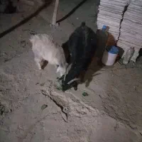 یک راس بز و کره|حیوانات مزرعه|کرمان, |دیوار