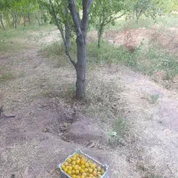 الو قطره طلا درجه 1تازه جمع کردم