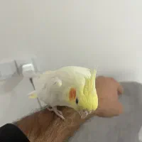 عروس هلندی رام و سخنگو|پرنده|اردبیل, |دیوار