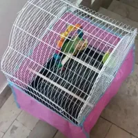 طوطی برزیلی