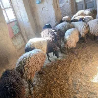 بره نر ماده چاق