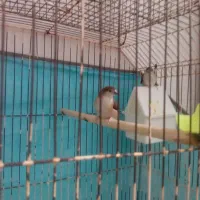 فنچ نیمه دستی مولد|پرنده|تهران, دکتر هوشیار|دیوار