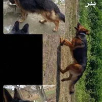 توله ژرمن شولاین و کلاسیک|سگ|قزوین, |دیوار