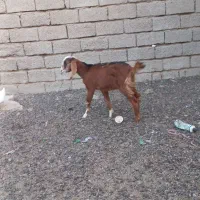 دوعددر بز برای فروش