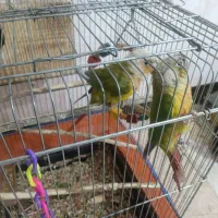 یک جفت گرینچیک نروماده رام دستی نزدیکه  تخم بزارن|پرنده|کهنوج, |دیوار