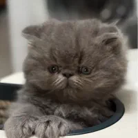 بچه گربه پرشین اصیل