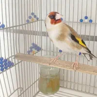 سهره سرسیاه جهرمی اصل دهن بلند