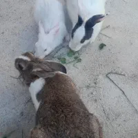 ۳ عدد خرگوش