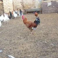 خروس و نیمچه خروس زینتی