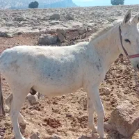 سلام یک الاغ جوان رو فورم ب فروش می‌رسد|حیوانات مزرعه|یاسوج, |دیوار